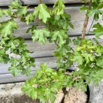 Javor poľný (Acer campestre) - výška 140-170 cm, kont. C5L